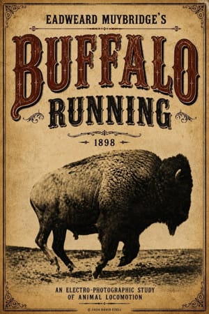 Buffalo Running