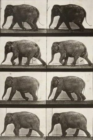 Elephant Walking