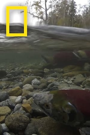 Season of the Salmon