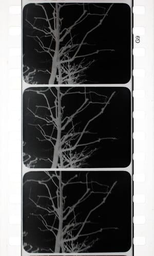 Arborescent Games: Fugue in Minor