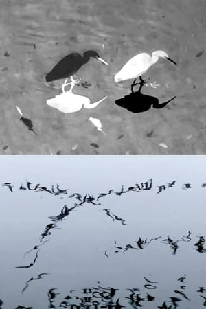 Animal Studies (Egret / Seagull Reflection / Midges / Spider / Swans in a Line)