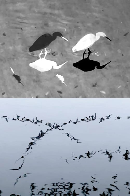 Animal Studies (Egret / Seagull Reflection / Midges / Spider / Swans in a Line)