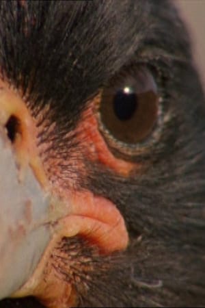 Falklands: Flying Devils