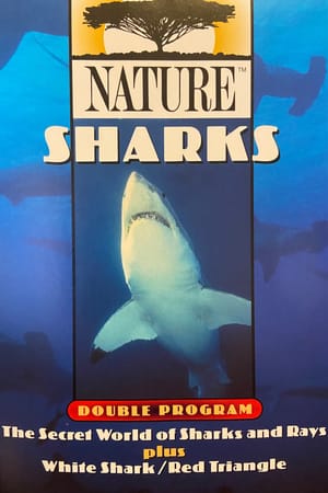 The Secret World of Sharks and Rays