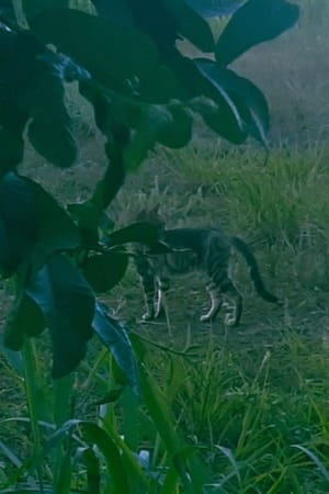 Gatinhos da UEMA