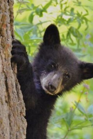 Bears of Sequoia